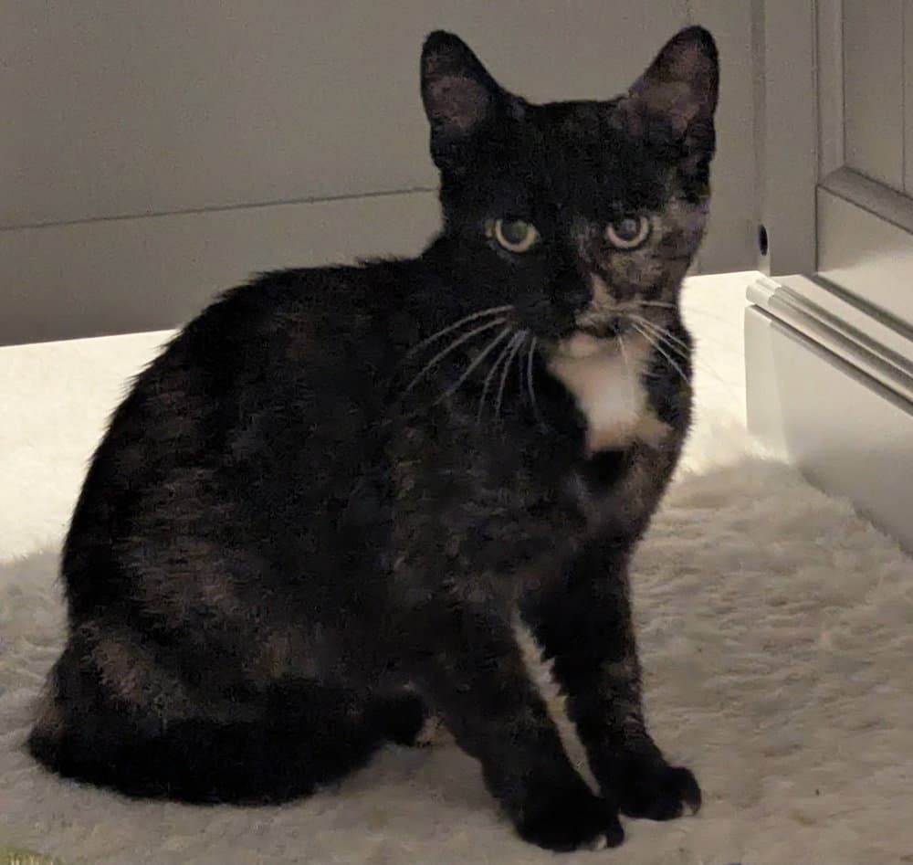 Granola - Domestic Short Hair