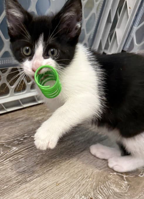 Elle - - Domestic Medium Hair