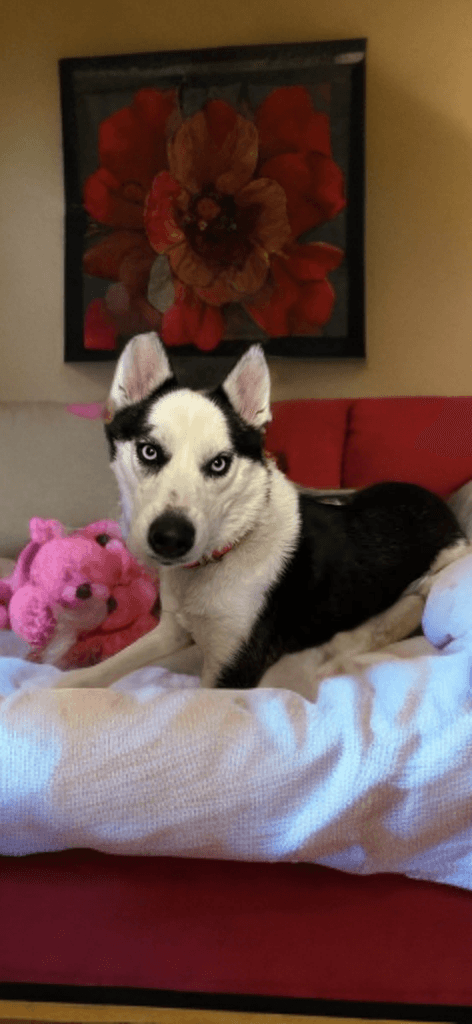 Princess - Husky