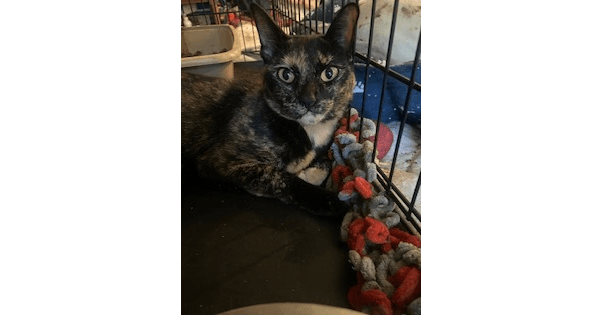 Fiona - Domestic Short Hair