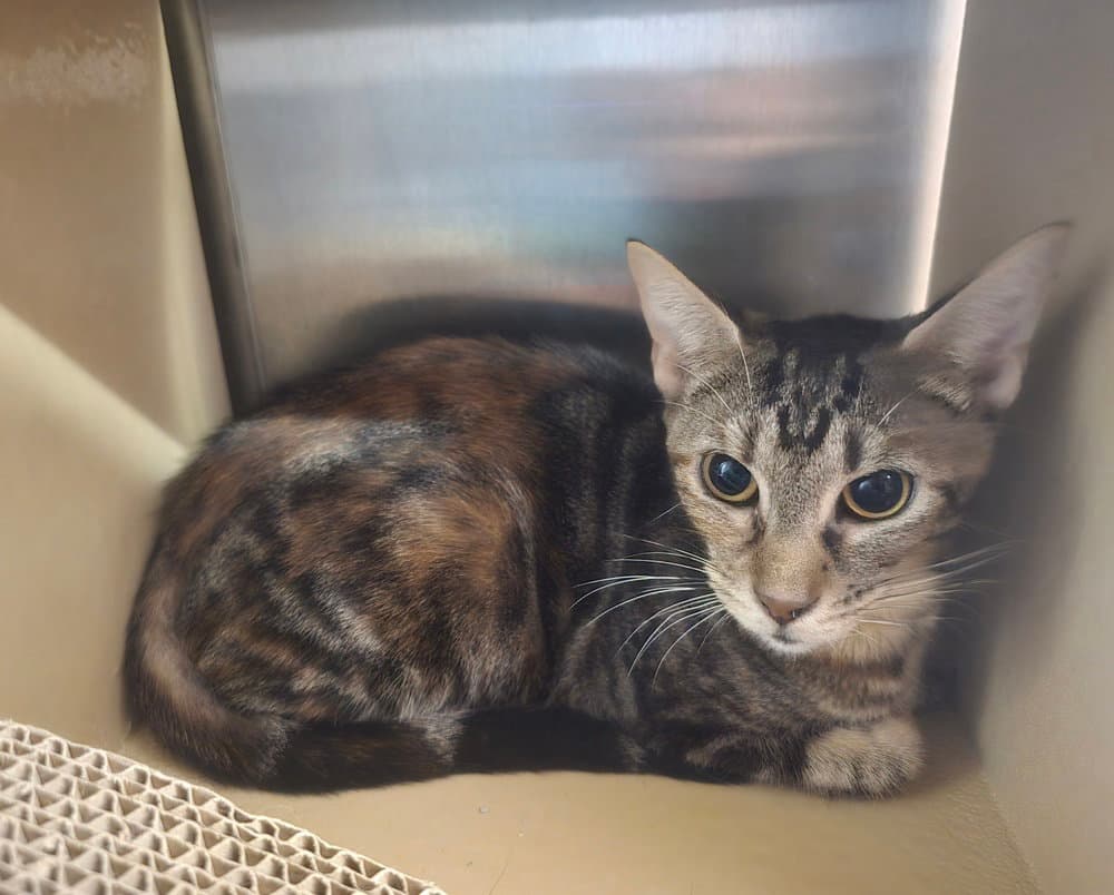 Rachel - Domestic Short Hair