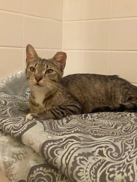 Baby - Domestic Short Hair