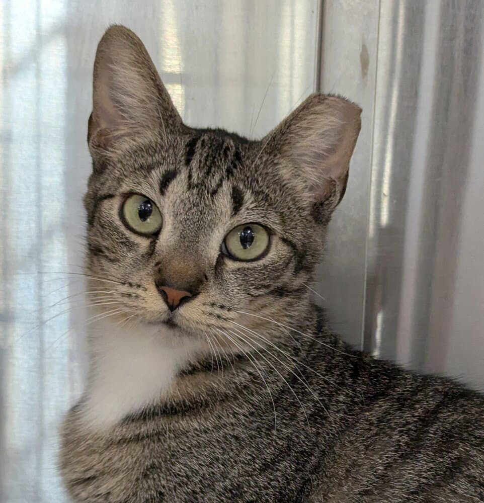 Baby - Domestic Short Hair