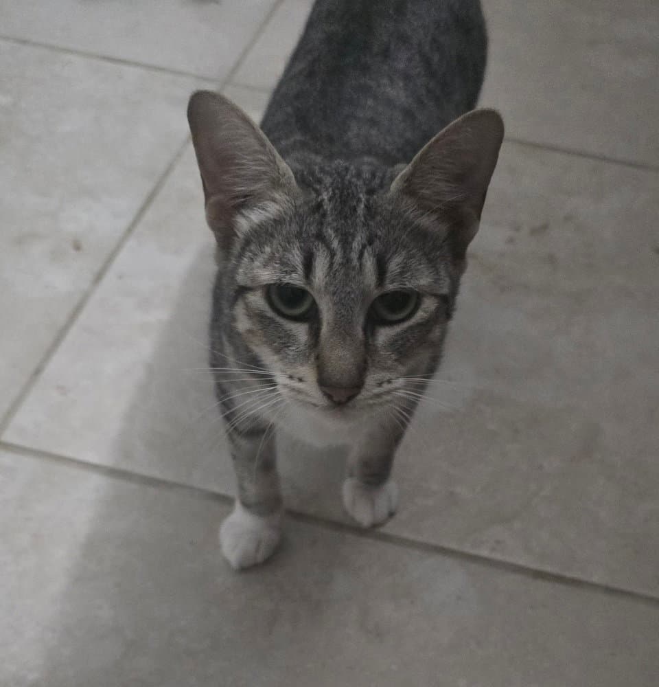 Jennyanydots - Domestic Short Hair