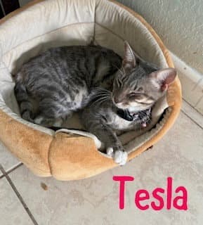 Tesla - Domestic Short Hair