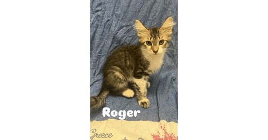 Roger - Domestic Long Hair