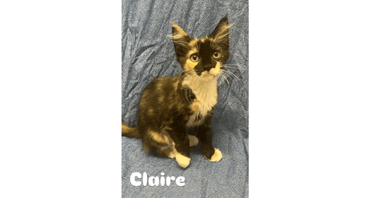 Claire - Domestic Long Hair