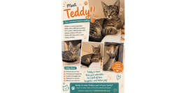 Teddy image 1