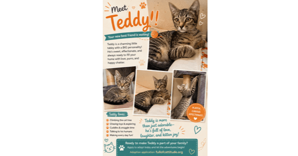 Teddy - Domestic Short Hair