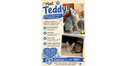 Teddy image 2