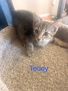 Teddy image 4