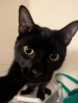 Chat - Chatterbox image 1