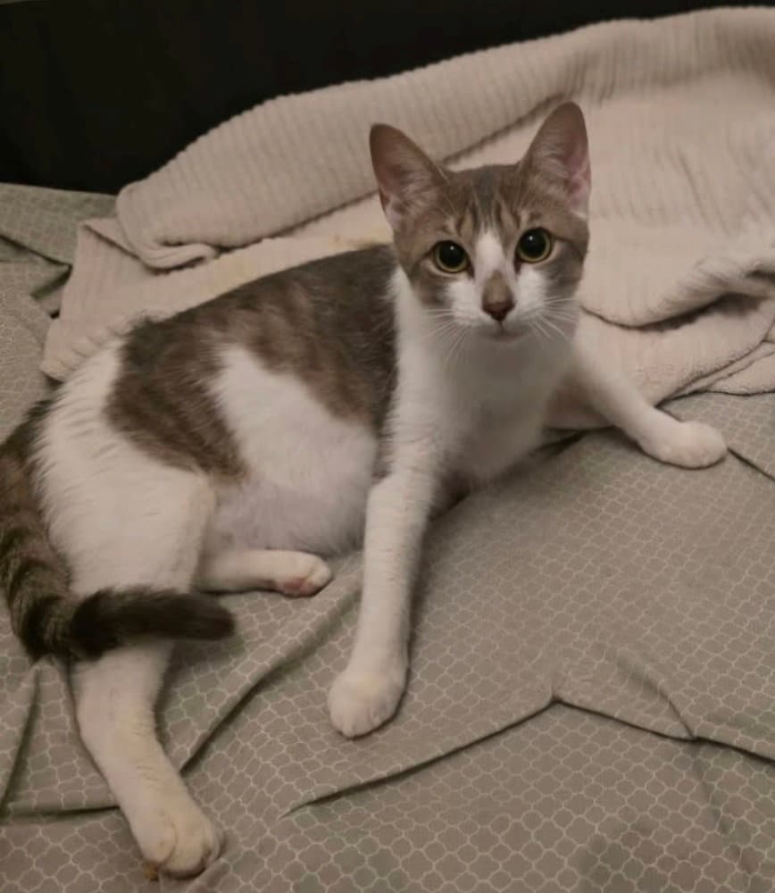 Willow - Domestic Short Hair