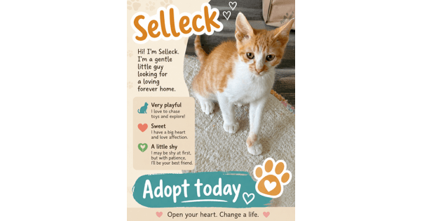 Selleck - Domestic Short Hair