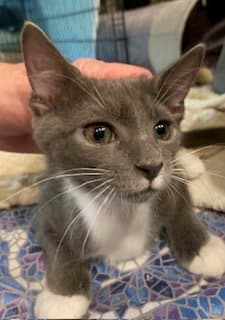 Havoc - Domestic Short Hair