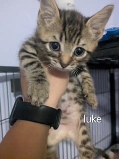 Luke image 4