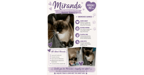 Miranda - Siamese