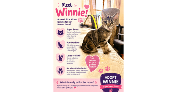 Winnie - Domestic Short Hair