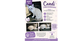 Candi image 1