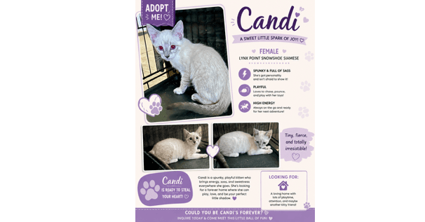 Candi - Snowshoe