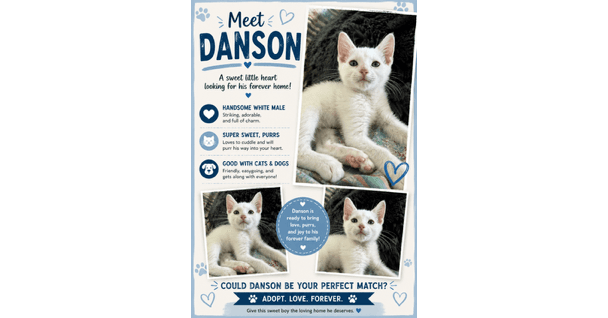 Danson - Domestic Short Hair