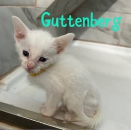 Guttenburg image 2