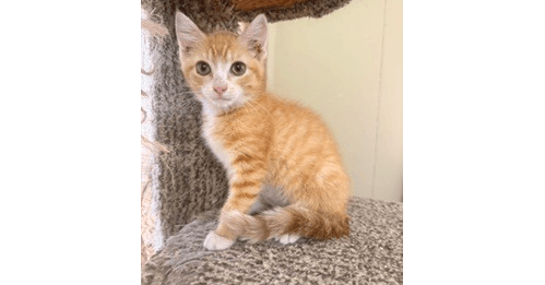 Sophia - Domestic Medium Hair