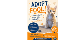 Fool image 1