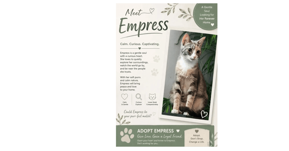 Empress - Domestic Short Hair