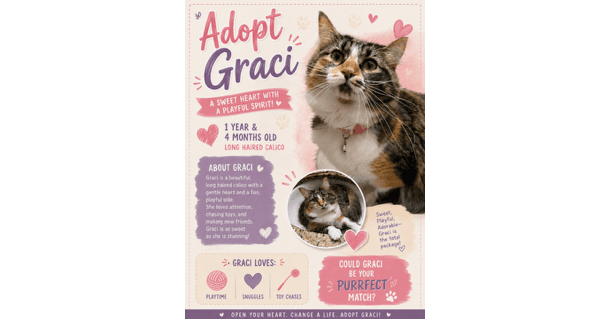 Graci - Domestic Long Hair