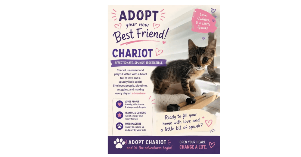 Chariot - Domestic Short Hair