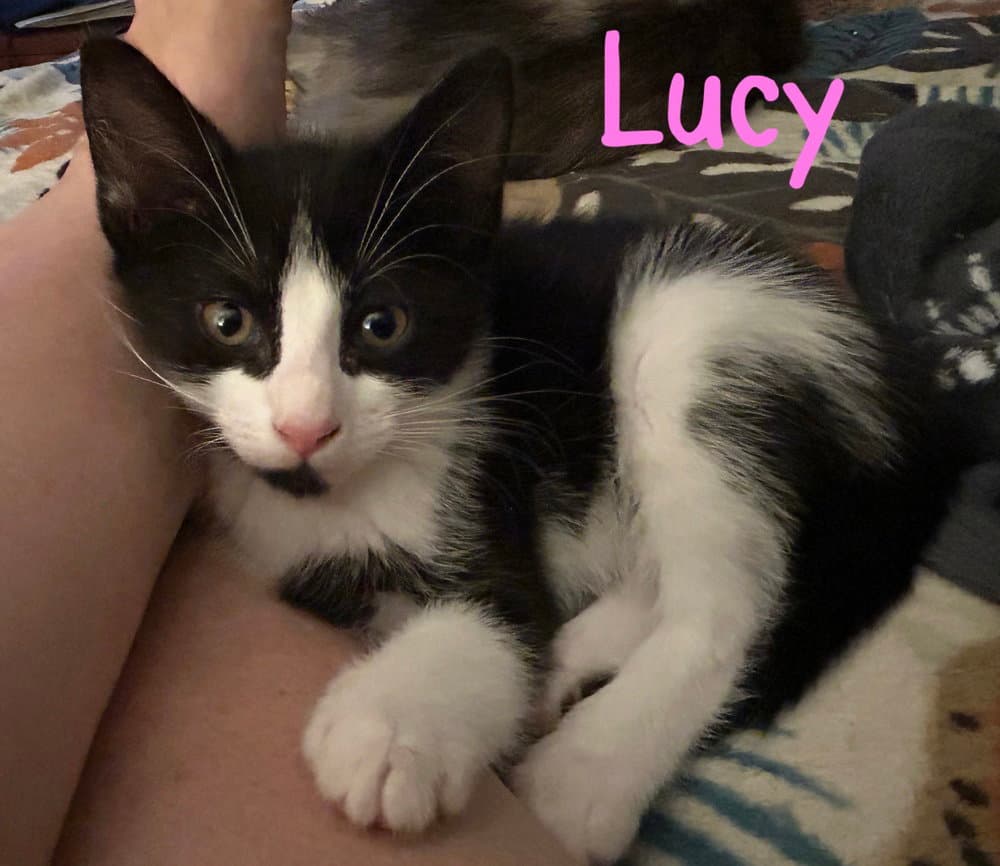 Lucy
