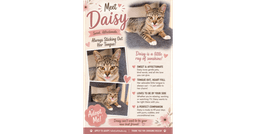 Daisy image 1