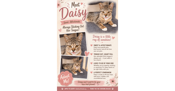 Daisy - Domestic Short Hair