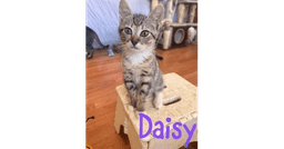 Daisy image 2