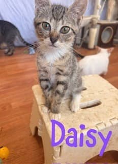 Daisy image 3