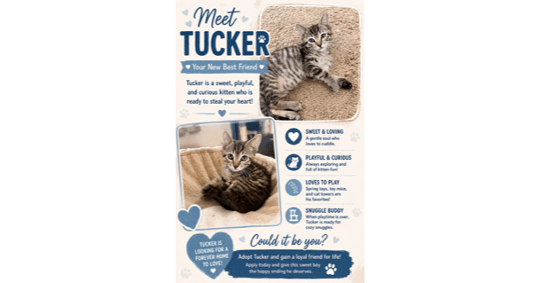 Tucker - Domestic Short Hair