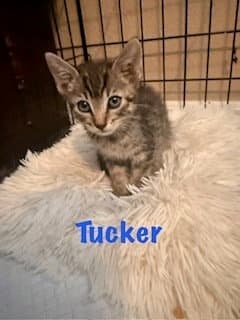 Tucker image 2