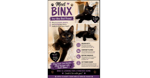 Binx - Domestic Short Hair