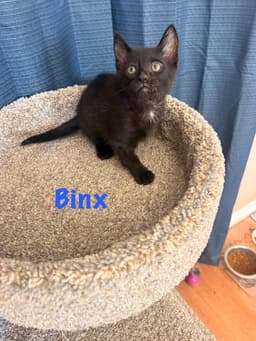 Binx image 2