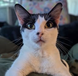 Mew-Mew image 1