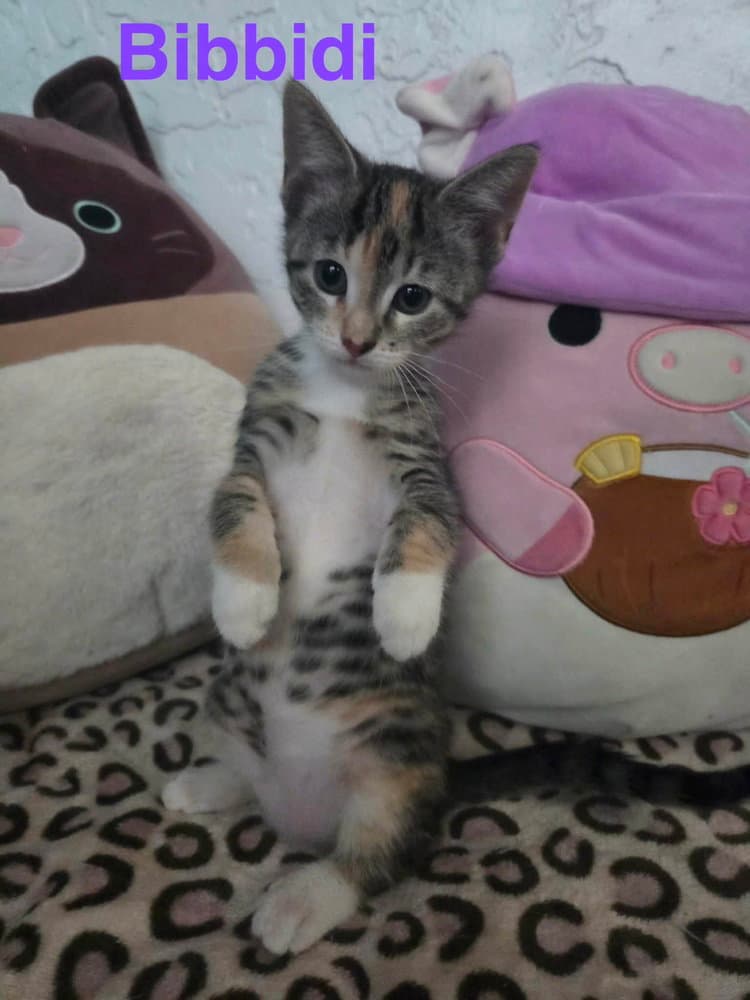 Bibbidi - Domestic Short Hair