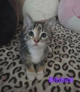 Bibbidi image 2
