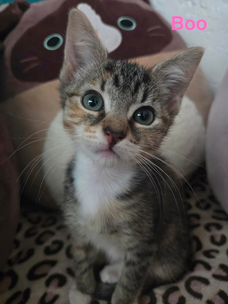 Boo - Domestic Short Hair