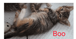 Boo image 4