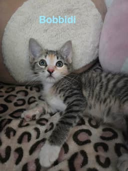 Bobbidi image 3
