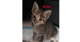 Bobbidi image 4
