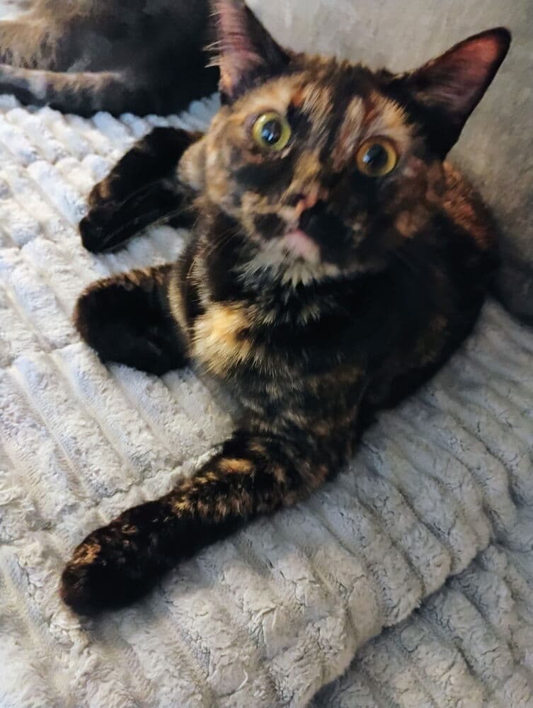 Mochi - Domestic Short Hair