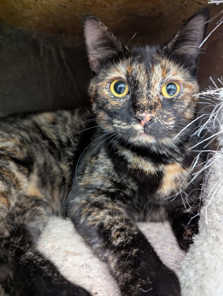Mochi - Domestic Short Hair