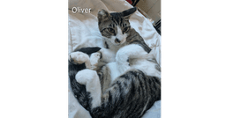Oliver image 1